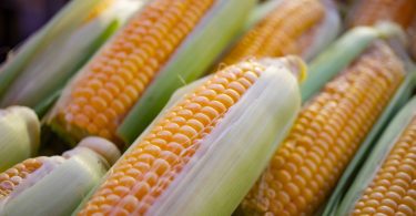 Corns in the marketplace for the concept of a corn allergy.
